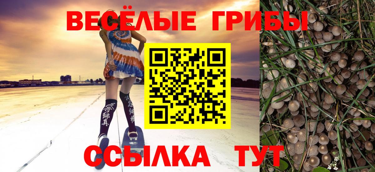 Курчатов  Псилоцибиновые грибы Magic Shrooms  где можно купить наркотик  Вход с VPN 
