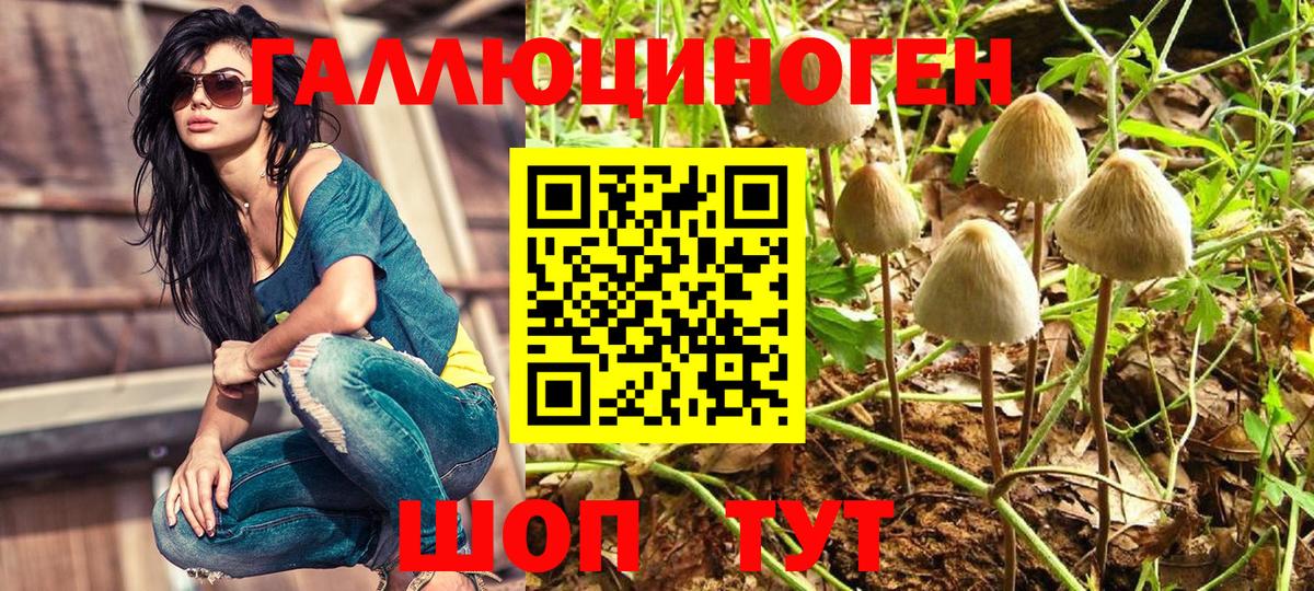 Псилоцибиновые грибы Psilocybe Курчатов